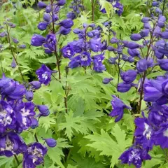 DELPHINIUM x pacific 'King Arthur'