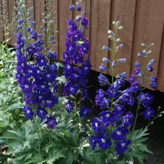 DELPHINIUM x pacific 'King Arthur'