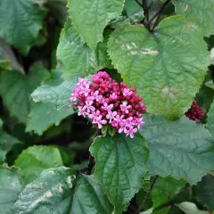 CLERODENDRUM bungei - Clérodendron du bunge