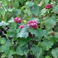 CLERODENDRUM bungei - Clérodendron du bunge