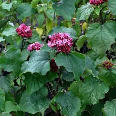 CLERODENDRUM bungei - Clérodendron du bunge