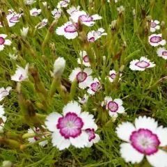 DIANTHUS deltoides 'Arctic Fire' - Oeillet à delta 'Arctic Fire'