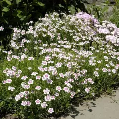 DIANTHUS deltoides 'Arctic Fire' - Oeillet à delta 'Arctic Fire'