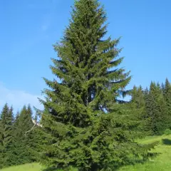 PICEA ABIE - Epicea commun