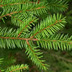 PICEA ABIE - Epicea commun