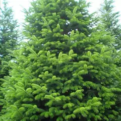 ABIES NORDMANNNIANA - Sapin Nordmann