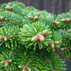 ABIES NORDMANNNIANA - Sapin Nordmann