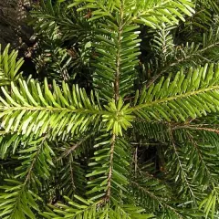 ABIES NORDMANNNIANA - Sapin Nordmann