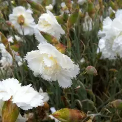 DIANTHUS Plumarius 'Haytor White' - Oeillet mignardise