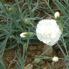 DIANTHUS Plumarius 'Haytor White' - Oeillet mignardise