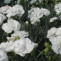 DIANTHUS Plumarius 'Haytor White' - Oeillet mignardise