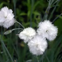 DIANTHUS Plumarius 'Haytor White' - Oeillet mignardise