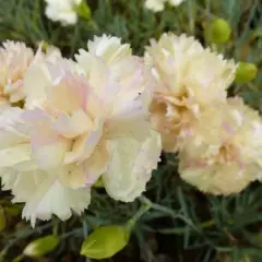 DIANTHUS plumarius 'Devon Crème' - Oeillet mignardise 'Devon Pearl'