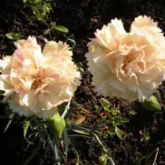 DIANTHUS plumarius 'Devon Crème' - Oeillet mignardise 'Devon Pearl'