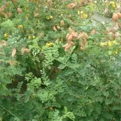 COLUTEA arborescens - Baguenaudier commun