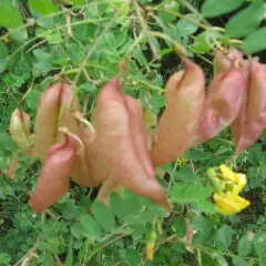 COLUTEA arborescens - Baguenaudier commun