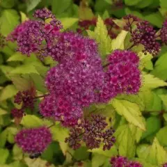 SPIRAEA japonica 'Magic Carpet'® - Spirée japonaise 'Magic Carpet'