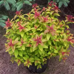 SPIRAEA japonica 'Magic Carpet'® - Spirée japonaise 'Magic Carpet'