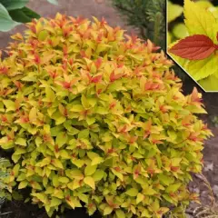 SPIRAEA japonica 'Magic Carpet'® - Spirée japonaise 'Magic Carpet'