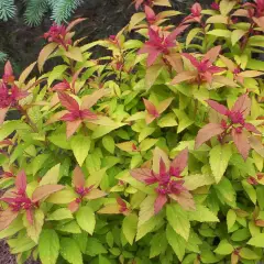 SPIRAEA japonica 'Magic Carpet'® - Spirée japonaise 'Magic Carpet'