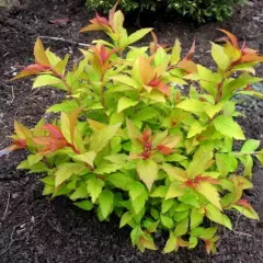 SPIRAEA japonica 'Magic Carpet'® - Spirée japonaise 'Magic Carpet'