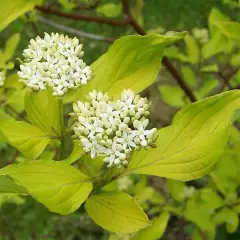 CORNUS alba - Cornouiller blanc