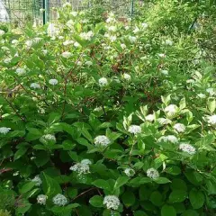 CORNUS alba - Cornouiller blanc