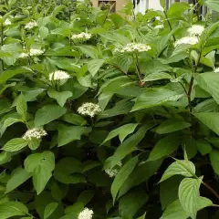 CORNUS alba - Cornouiller blanc