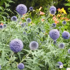 ECHINOPS ritro