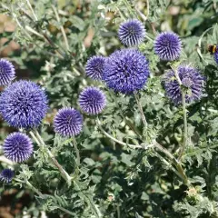 ECHINOPS ritro