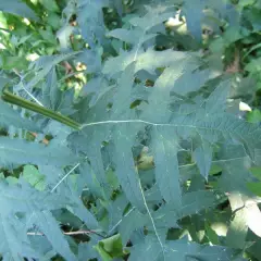 ECHINOPS ritro