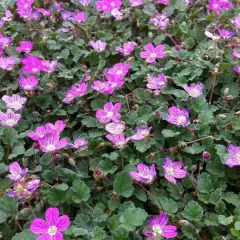 ERODIUM x variabile 'Bishop's Form' - Erodium