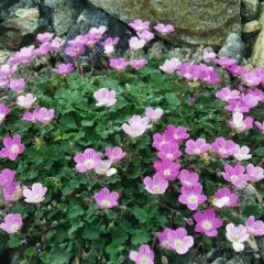 ERODIUM x variabile 'Bishop's Form' - Erodium