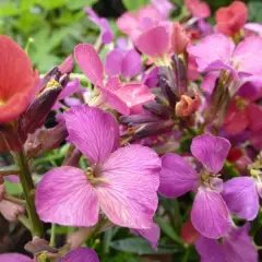 ERYSIMUM 'Constant Cheer' - Fausse-giroflée