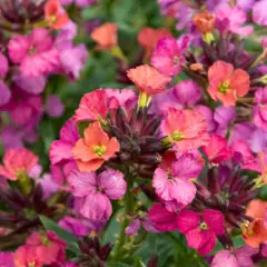 ERYSIMUM 'Constant Cheer' - Fausse-giroflée