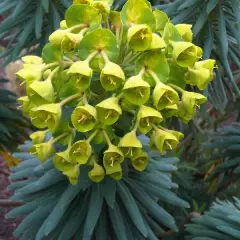 EUPHORBIA characias 'Wulfenii'