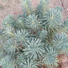 EUPHORBIA characias 'Wulfenii'