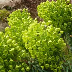 EUPHORBIA characias 'Wulfenii'