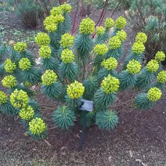 EUPHORBIA characias 'Wulfenii'