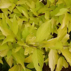 CORNUS alba 'Aurea' - Cornouiller blanc