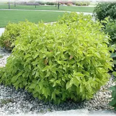 CORNUS alba 'Aurea' - Cornouiller blanc