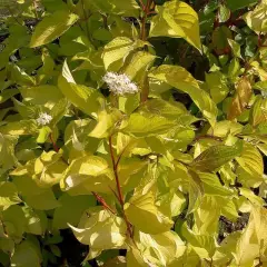 CORNUS alba 'Aurea' - Cornouiller blanc