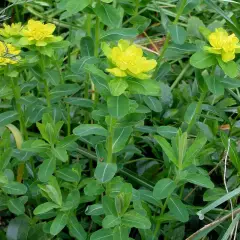 EUPHORBIA polychroma