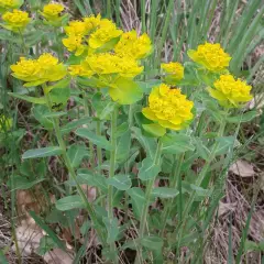 EUPHORBIA polychroma