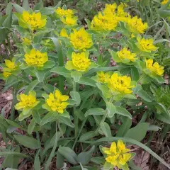 EUPHORBIA polychroma