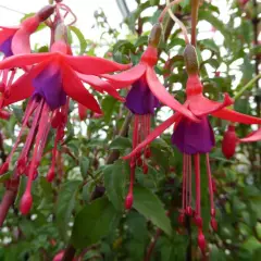 FUCHSIA 'Riccartonii' - Fuchsia de Magellan