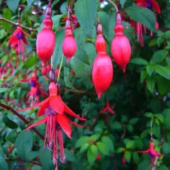 FUCHSIA 'Riccartonii' - Fuchsia de Magellan