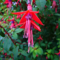 FUCHSIA 'Riccartonii' - Fuchsia de Magellan