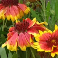 GAILLARDIA aristata 'Kobold' - Gaillarde