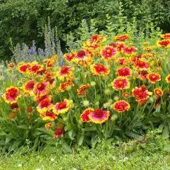 GAILLARDIA aristata 'Kobold' - Gaillarde